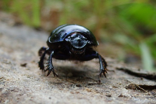 Big Black Wood Boring Beetles in Mesa, AZ